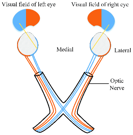 <p>Lateral region</p>