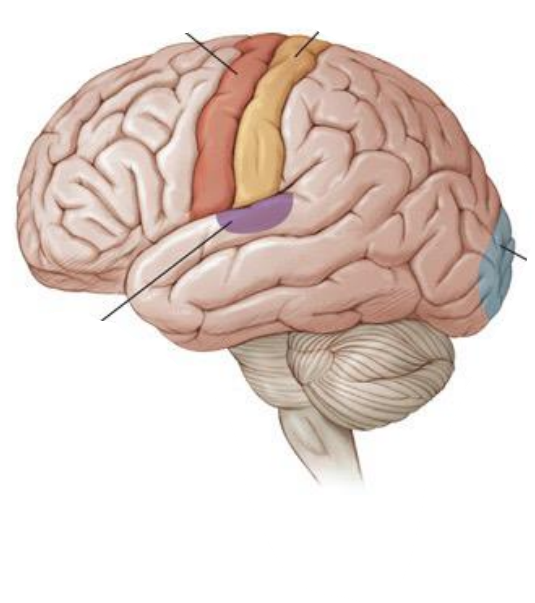 <p>label this image</p>