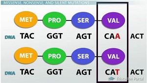 <p>A base change that does not alter the amino acid sequence of a protein; type of point mutation</p>