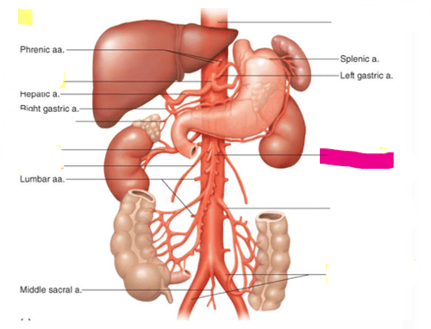 knowt flashcard image