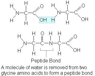 <p>amino acids</p>