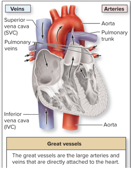 <p>transport blood to and from heart chambers</p><p>-remember, arteries AWAY from heart, veins TO heart</p>