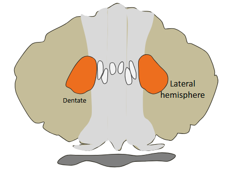 <p>The lateral hemispheres form the cerebrocerebellum</p>