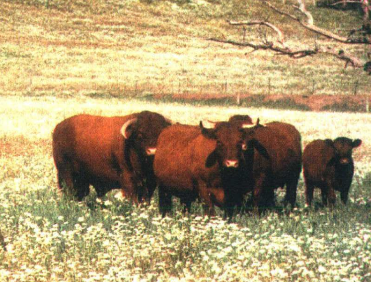 <p>Breed, type, place of origin?</p>