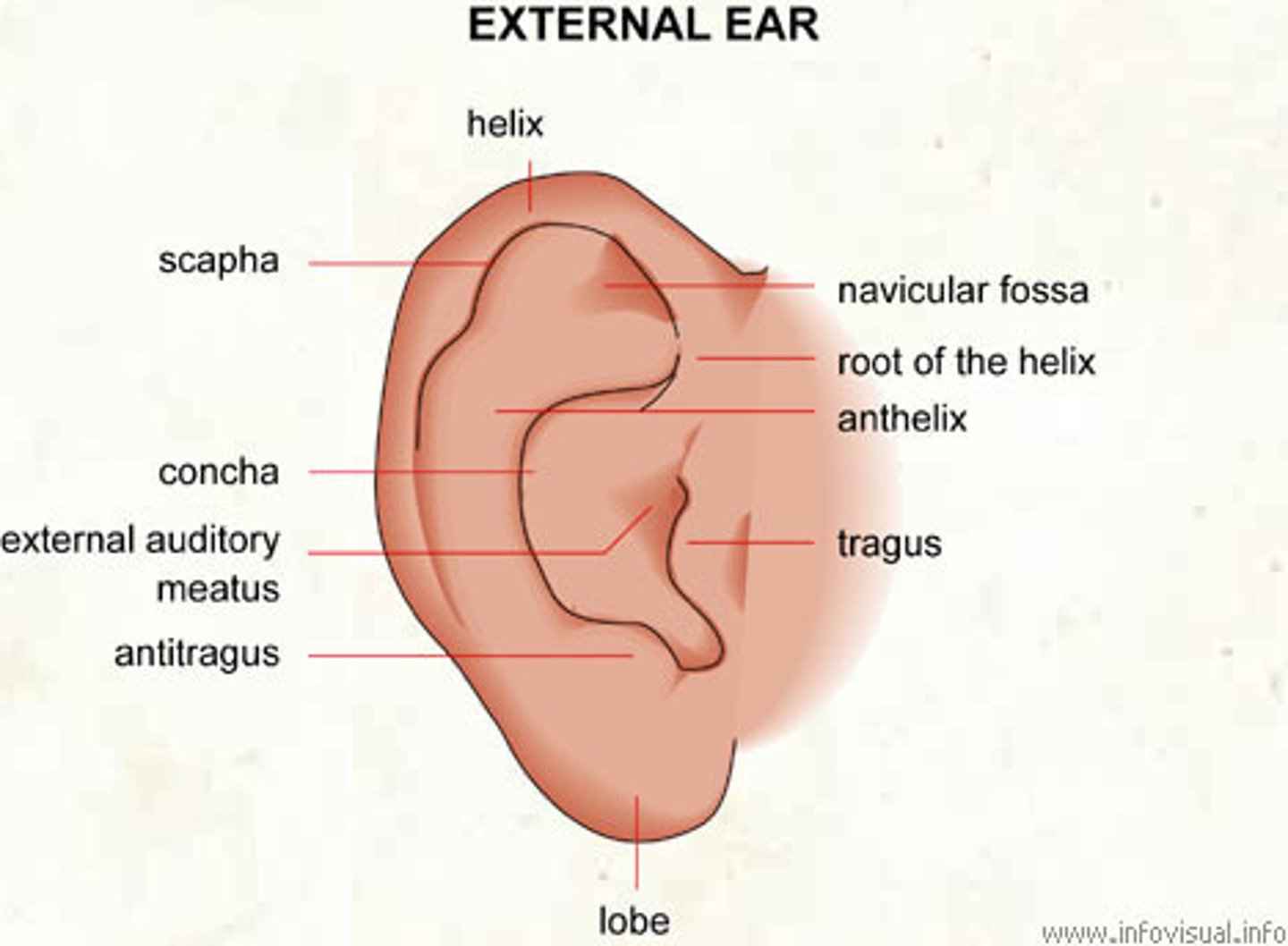 <p>Exterior, mostly cartilaginous structure. main functions:</p><p>- protect the ear canal against the elements</p><p>- collect and funnel sound waves into ear canal</p><p>-not all animals have a fixed pinna like humans do</p><p>-localization</p><p>-amplifies sounds</p>