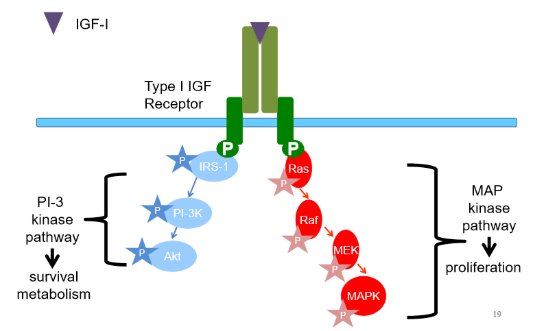 <ul><li><p>Heterotetramer- 2 alpha, 2 beta subunits</p></li><li><p>Identicalsubunits</p></li><li><p>Beta subunits span membrane, alpha are extracellular</p></li><li><p>Enzyme already built into beta subunit</p><p>Beta become phosphorylated</p></li><li><p>Irs1 becomes phosphorylated, phosphocascade</p><p>Can also phosphorylate ras</p></li><li><p></p><img src="https://knowt-user-attachments.s3.amazonaws.com/d7a65394-53cc-4cd3-8b32-d2ddecd13c40.png" data-width="100%" data-align="center"></li><li><p>type 2 unknown if it can signal, clearance receptor than signal receptor </p></li></ul><p></p>