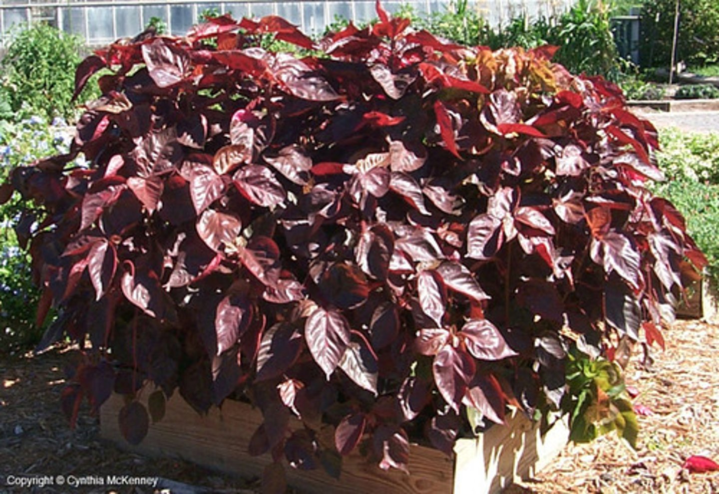 <p>Acalypha wilkesiana</p>