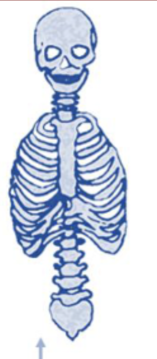 <p>What part of the skeleton is shown in this image?</p>