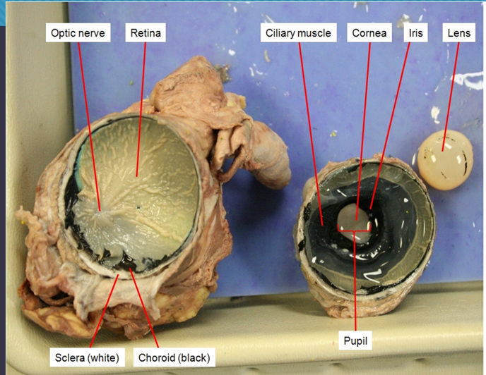 <p>sheep eye anatomy</p>