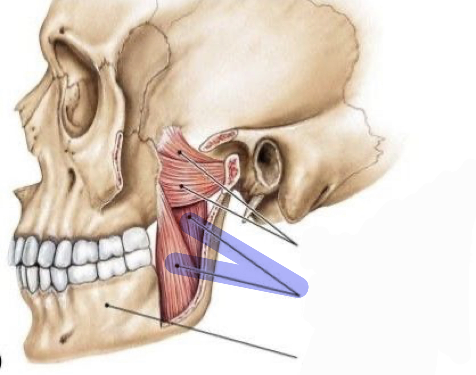 <p>Close jaw</p>