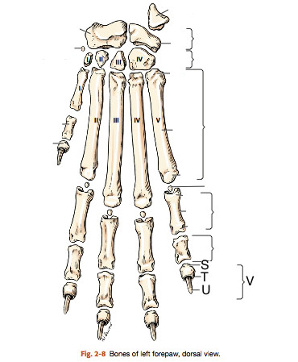 <p>a think shelf of bone on the distal phalanx that overlaps the claw and forms a band of bone around the claw</p><p>(T)</p>