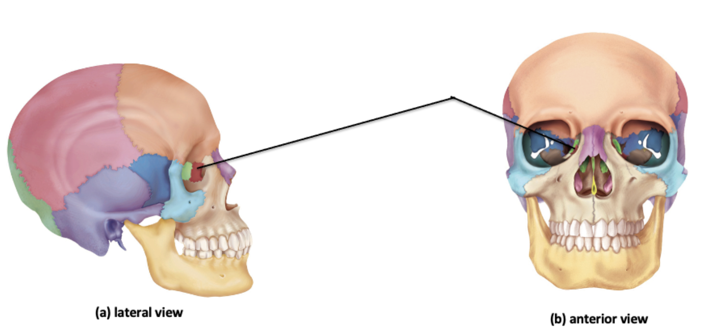 <p>Identify the facial bone and it’s feature(s)</p>