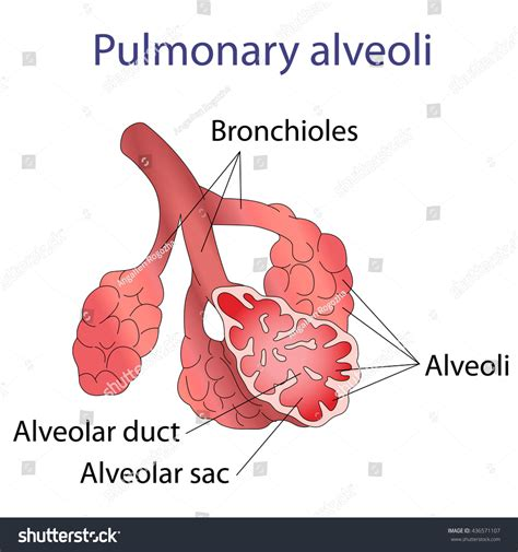 <p>Alveolar sacs are clusters of alveoli that share a common opening into an alveolar duct, which helps with pressure equilibration.</p>