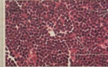 <p>NAME (tissue)</p>