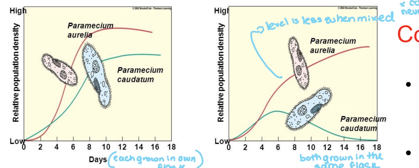 <p>in one grpah each bacterium is grown in its own flask, and thee is signficant population growth for both. however, when both of these bacfteria are grown in the same flask, one speciies goes completely extinct, and the compeititor never reaches full population densiry either. thi shows that once niches overlap, one speciies will go extinct locally in that area </p>