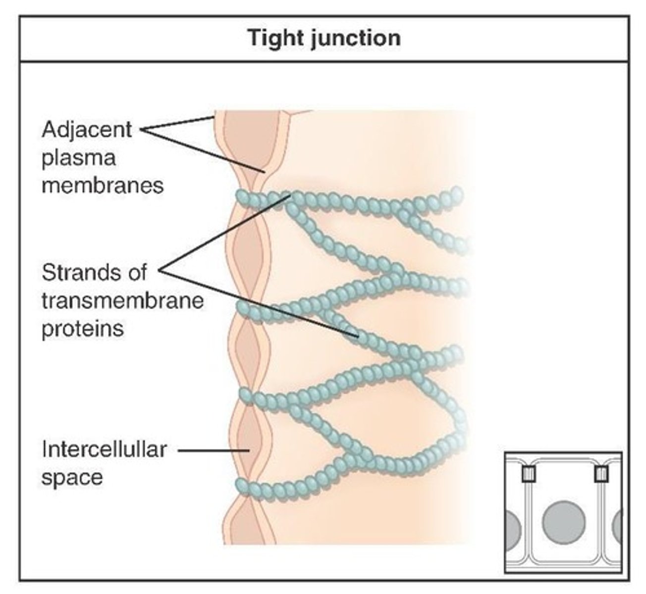 <p>Fluid tight seal between cells to prevent leaking of substances into the blood or surrounding tissues.</p>