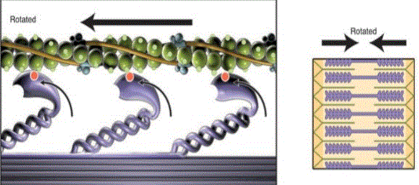 <p>sarcoplasmic reticulum</p>