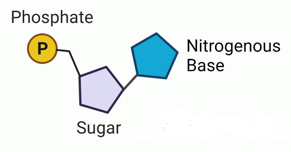 <p>what molecule is shown?</p>