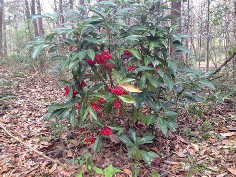 Family: Primulaceae

SN: Ardisia crenata