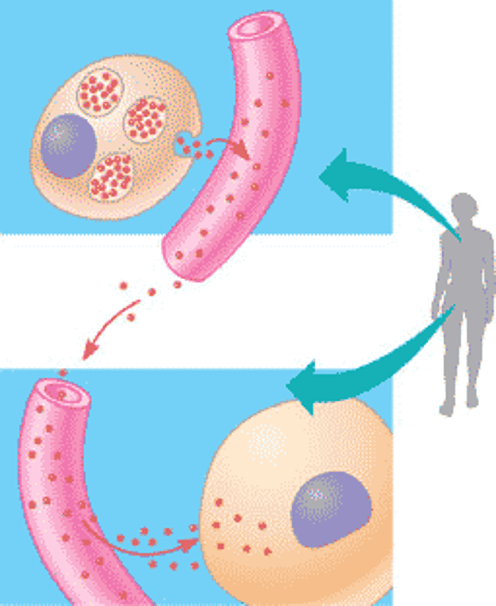 <p>A chemical produced by the endocrine system which carries messages</p>