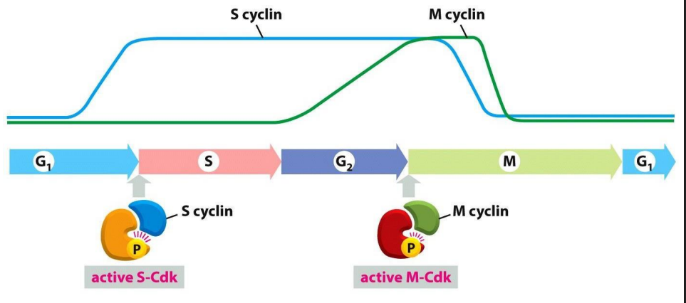 <p>- Molecular breaks provide "checkpoints" in the CC where progression is halted</p><p>- basically these complexes are like the checkpoints</p>