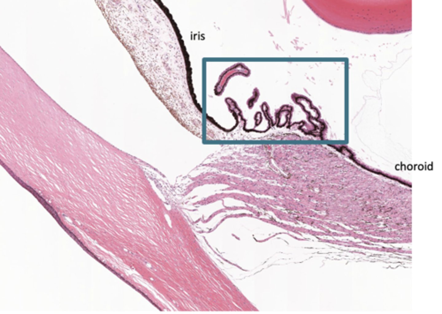 <p>Identify the specific structure</p>