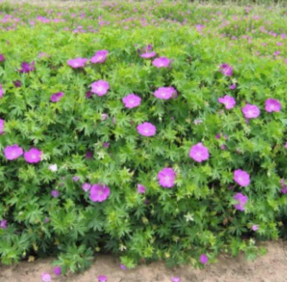 <p><span>Geranium sanguineum</span></p><p><span>Crane's-bill</span></p>