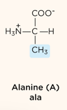 <p>nonpolar, aliphatic R group</p>