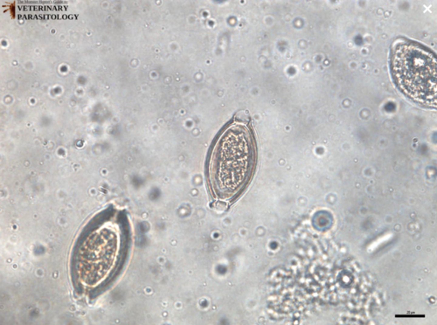 <p>What parasite is this if it is from a dog</p>