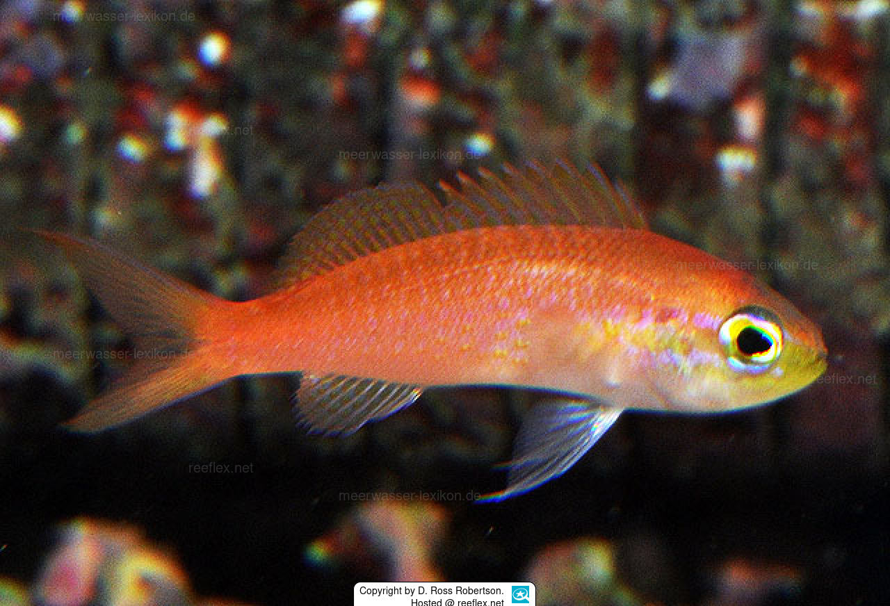 <p>rosy to orange-red dorsally, pale below</p><p>dorsal and anal fins spotted with short trsiling filaments</p><p>caudal has pointed lobes with red tips</p>