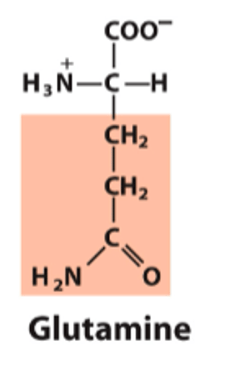 <p>What is the classification of this amino acid's R group?</p>