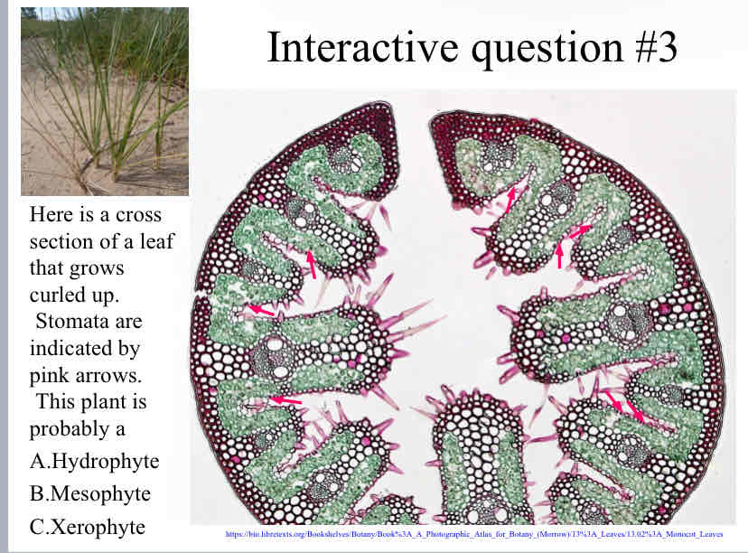 <p>Practice Question (Plant Adaptations ) - Here is a cross section of a leaf that grows curled up. &nbsp;Stomata are indicated by pink arrows.</p>