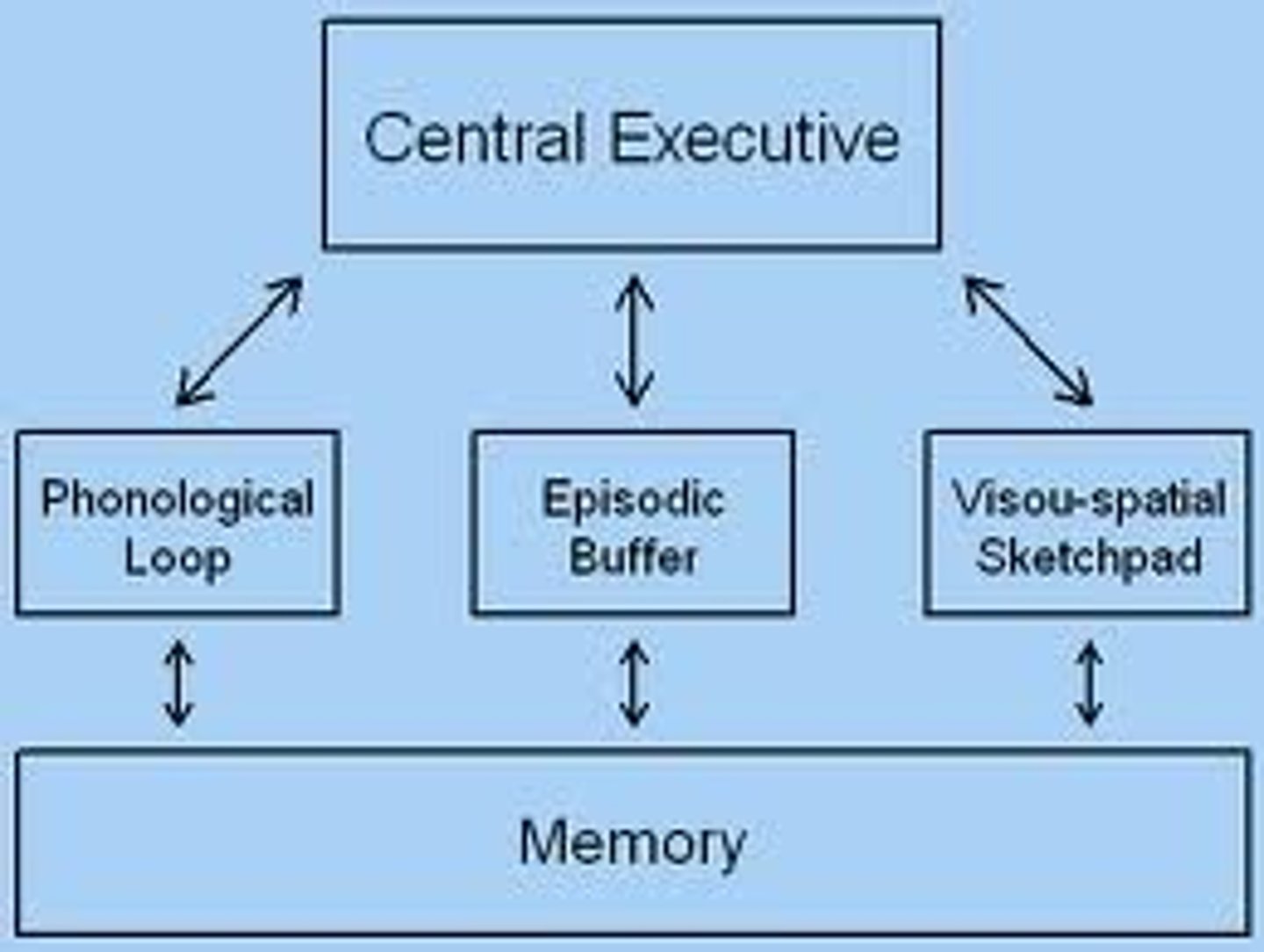 <p>the phonological loop, the visuospatial sketchpad, the central executive, and the episodic buffer</p>