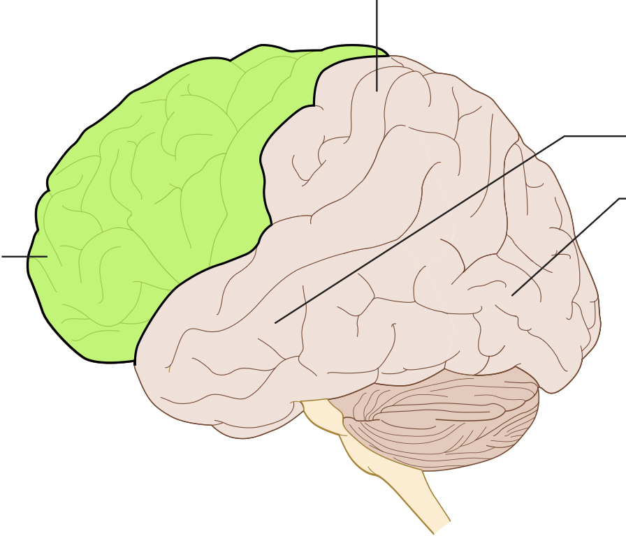 controls muscle movement and production of speech; is involved in making plans and judgement
