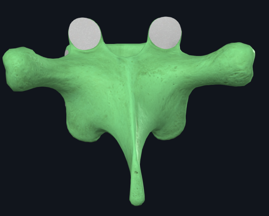 <p>name the type of vertebrae</p>