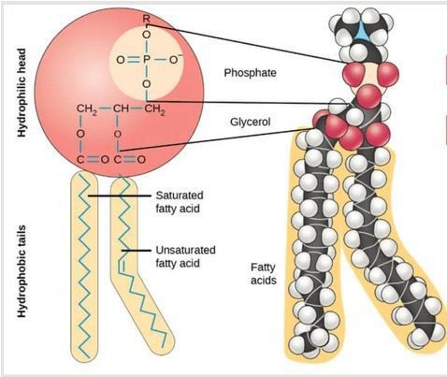 <p>Most common membrane lipid, forms bilayer.</p>