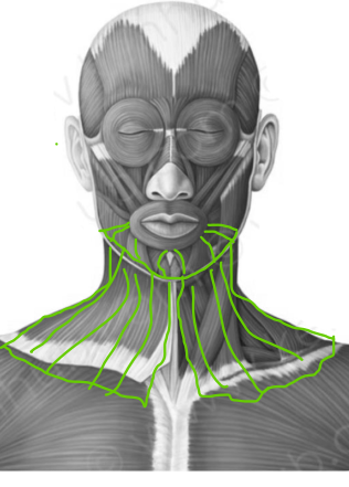 most superficial muscle, tenses skin of neck