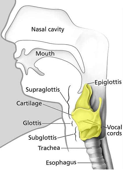 <p>it uses the voice box and vocal chords to produce sounds </p>