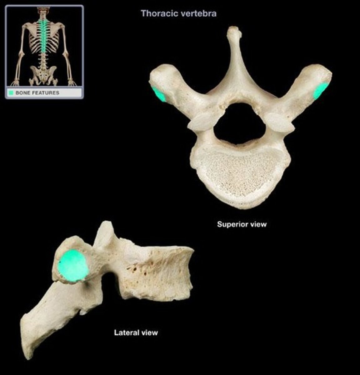 <p>thoracic vertebrae</p>