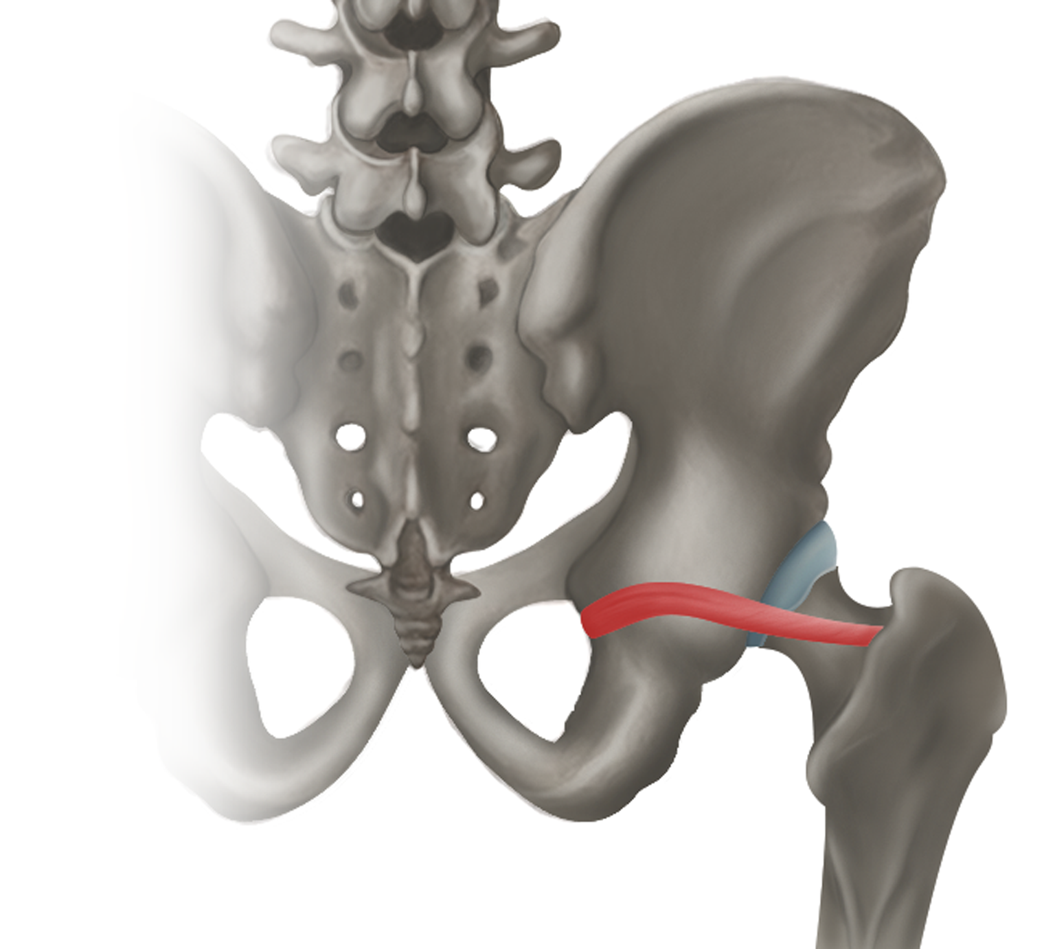 <p>m. gemieli superior (horní dvojitý sval) - FUNKCE</p>