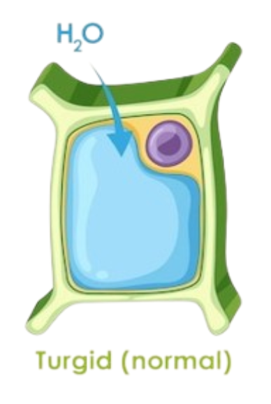 <ul><li><p><span style="background-color: transparent;">water enters the cell; cell swells, and the turgor pressure pushes against the cell wall; cell becomes <strong>turgid/firm</strong></span></p></li><li><p><span style="background-color: transparent;">healthy for most plants</span></p></li></ul><p></p>