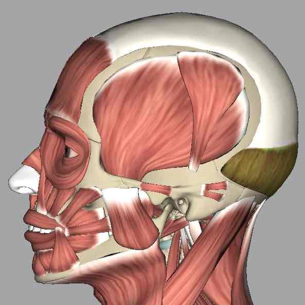 <p>Muscle that moves the scalp.</p>