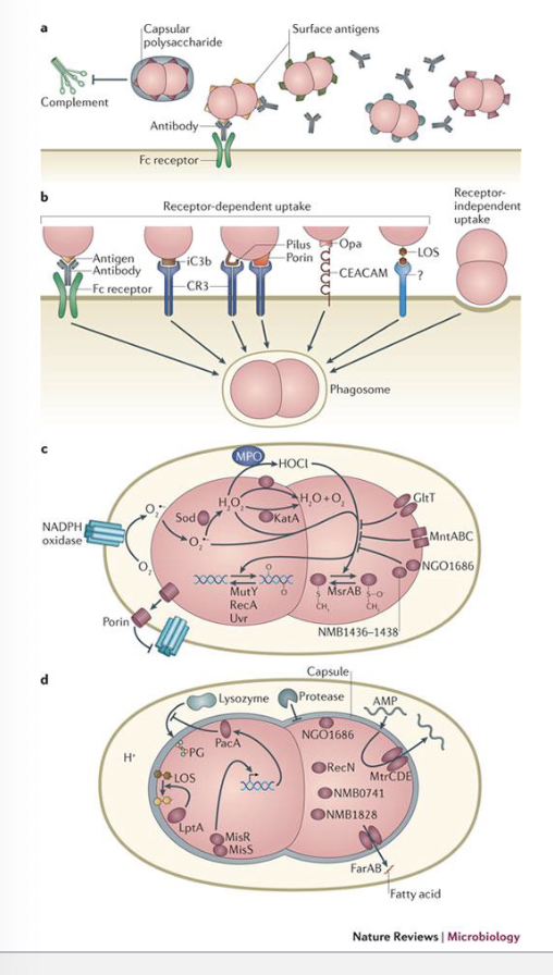 <p><span>Once microbe is inside the neutrophil releases reactive oxygen species (ROS) that should kill the bacteria</span><br><span>Neisseria have ways to inhibit ROS production and action</span><br><span>They detoxify ROS by the production of specific enzymes (catalase, superoxide dismutase)</span><br><span>Increased use of oxygen by bacteria blunts ROS production and porin translocates to cellular membranes and disrupts ROS production </span></p><p><span>Non-oxidative killing occurs through antimicrobial peptides, proteases and lysozyme (cell wall disruption)</span><br><span>Neisseria encode enzymes that modify the LOS and peptidoglygan to protect the bacteria from these factors</span><br><span>Multiple transferable resistance system (MtrCDE) removes antimicrobial peptides from the phagosome</span></p>