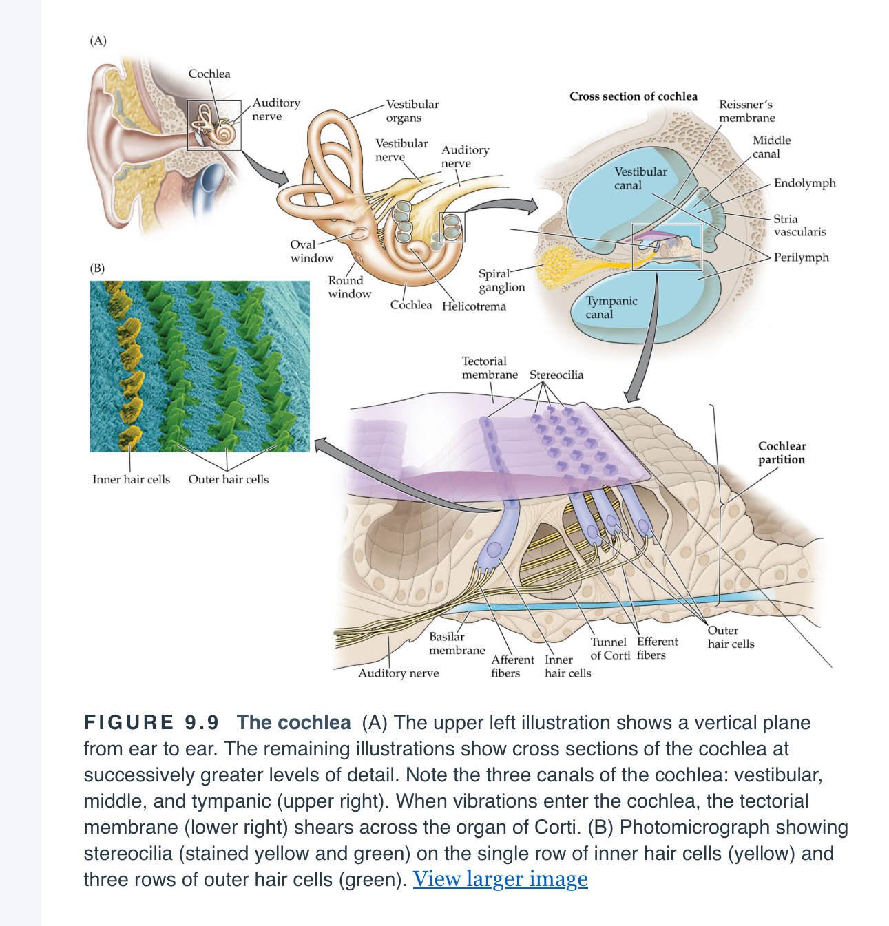 <p><span>A spiral structure of the inner ear containing the organ of Corti.</span></p>