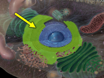 <p>A type of endoplasmic reticulum that is studded with ribosomes, primarily involved in protein synthesis and processing. </p>