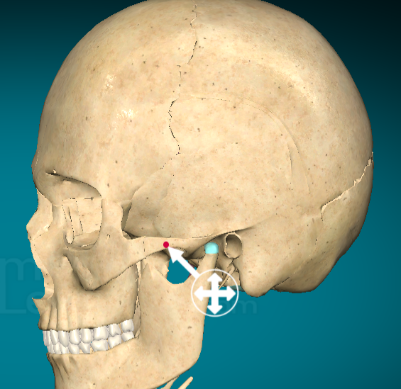 <p>Zygomatic arch</p>