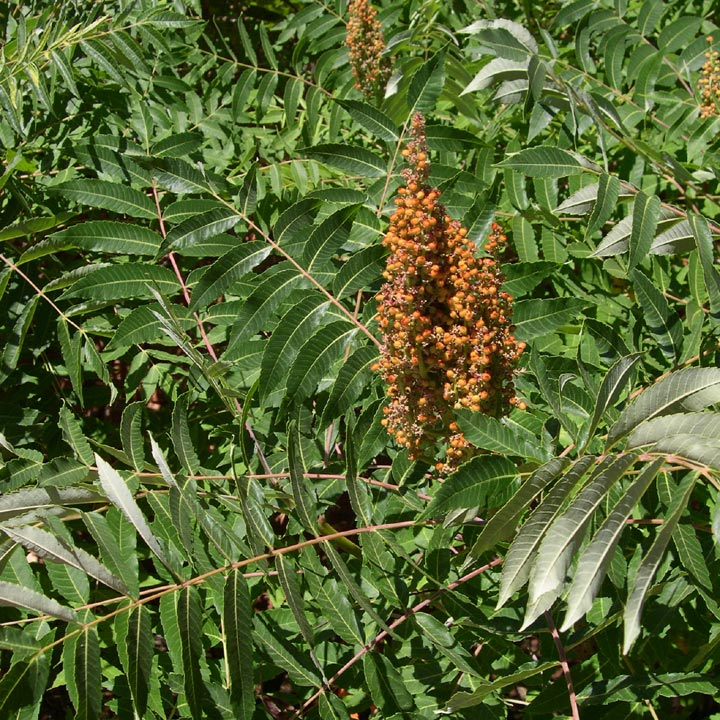 <p>shrub</p><p>-hairless twigs</p><p>-warty to club like red hairs on leaves</p><p>-serrate leaf margins</p>