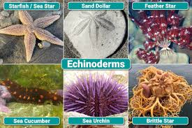 <p>echinoderms </p>