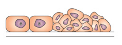 <p>This is an image of?</p>