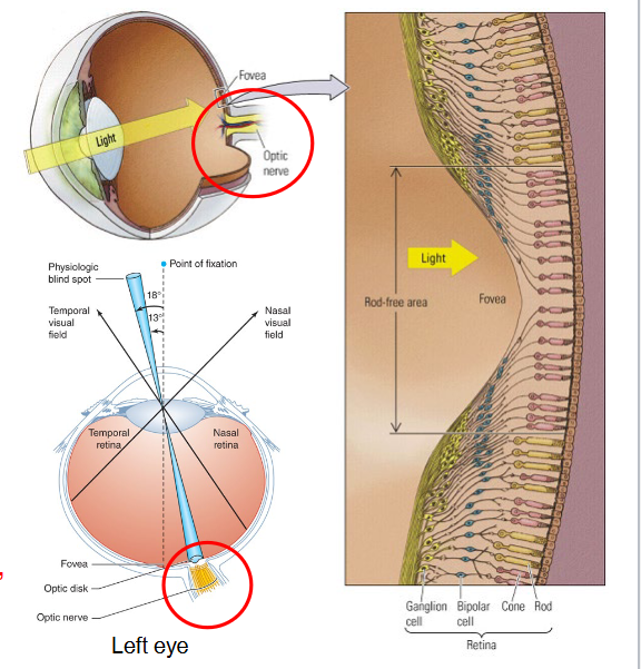 <p><span style="color: red">Medial to fovea, nasal side of retina.</span></p><ul><li><p>Axons from retinal ganglion neurons exit the eye here to form the <span style="color: red"><strong>optic nerve</strong></span> to the brain. </p></li><li><p>Blood vessels also enter and exit the eye here.</p></li><li><p>No photoreceptors here, so we cannot see with this spot.</p></li><li><p>Because the two eyes’ visual fields overlap, the right eye can see the left eye’s blind spot and vice versa. </p></li></ul><p></p>